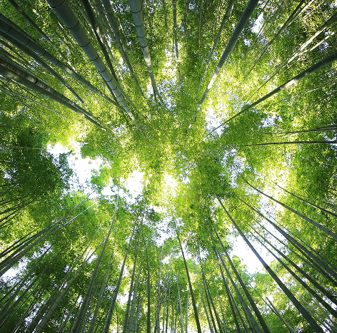 Looking up through the trees