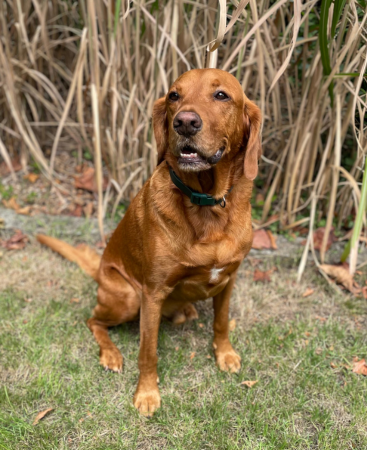 Murphy